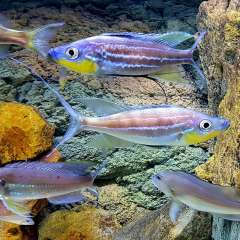 Bentochromis