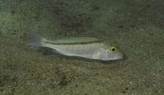 Buccochromis lepturus самка