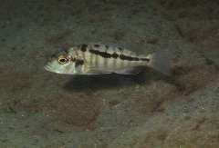 Buccochromis heterotaenia самка