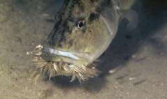 Serranochromis robustus