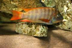 Petrochromis horii (Kantalamba)