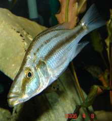 Самка Dimidiochromis compressiceps