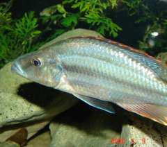 Самец Dimidiochromis compressiceps