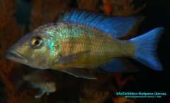 Fossorochromis rostratus 1