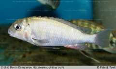 Pseudosimochromis margaretae