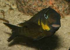 Tropheus sp. Mpimbwe Yellow Cheek