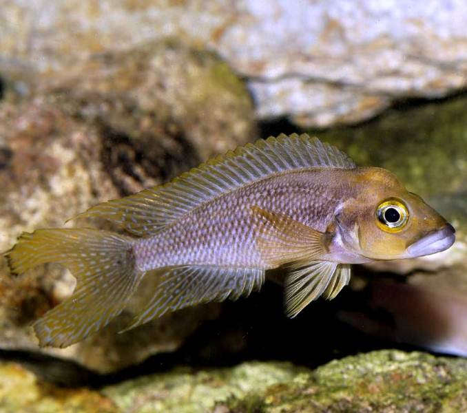 Akvariumnaya-rybka-lamprologus-furcifer--Neolamprologus-furcifer.jpg