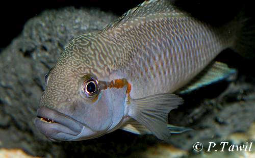 Telmatochromis_dhontiUviraTawil2.jpg