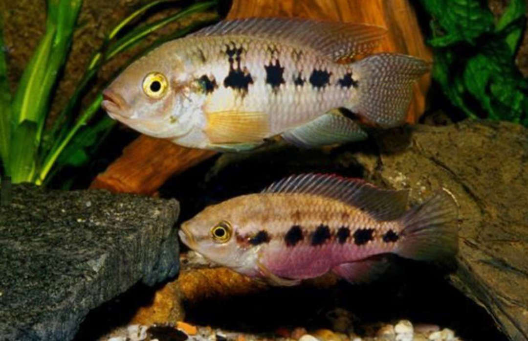 Thoracochromis callichromis