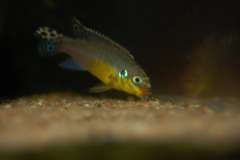 Pelvicachromis kribensis Muyuka