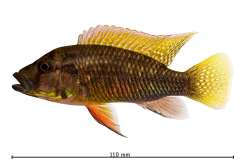 Thoracochromis callichromis