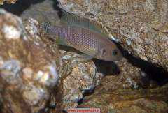 Neolamprologus crassus Katete