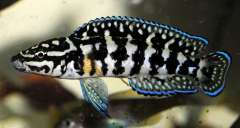 julidochromis marlieri gombe