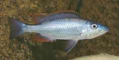 Dimidiochromis dimidiatus