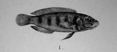 Lepidiolamprologus hecqui, рисунок к описанию Дж. А. Буланже.