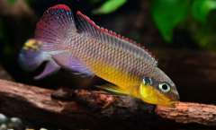 Pelvicachromis kribensis “Bandewouri”