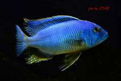Buccochromis atritaeniatus --> B. nototaenia