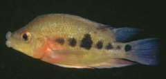 Amphilophus sp. Xiloa Fat Lips