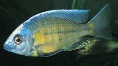 Nyassachromis boadzulu