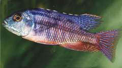 Nyassachromis boadzulu