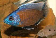 Copadichromis borleyi (Kadango)