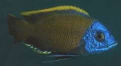 Copadichromis borleyi (Kande island)