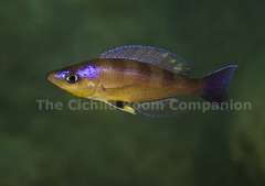 Cyprichromis sp. kibishi