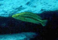 Dimidiochromis compressiceps Gold