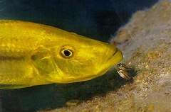 Dimidiochromis compressiceps Gold