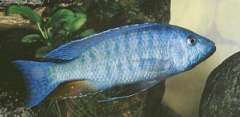 Dimidiochromis kiwinge