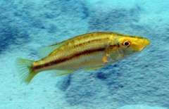 Dimidiochromis compressiceps Gold (Chisumulu Island)