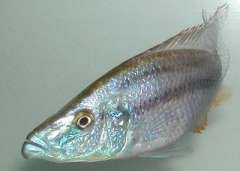 Dimidiochromis compressiceps Gold (Chizumulu Island)