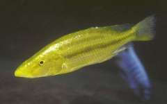 Dimidiochromis compressiceps Gold (Linganjala Reef)