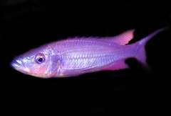 Dimidiochromis dimidiatus Senga Bay