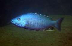 Dimidiochromis kiwinge