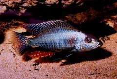 Dimidiochromis strigatus (Senga Bay)