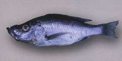Diplotaxodon greenwoodi (Nkhata Bay)