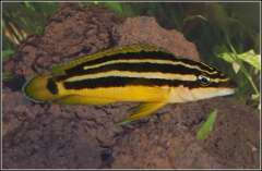 julidochromis ornatus zambia