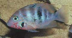 Thorichthys sp. coatzacoalcos