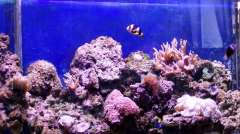 Мой первый морской аквариум 1999г