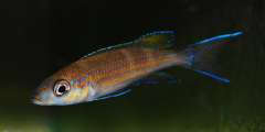 Paracyprichromis brieni "Lusingu"
