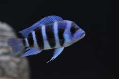 Cyphotilapia gibberosa blue Zaire "Moba" (Wild)