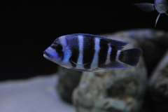 Cyphotilapia gibberosa blue Zaire "Moba" (Wild)