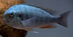 Pseudosimochromis curvifrons Isanga