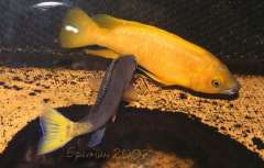 Cyprichromis leptosoma Mpulungu und Neolamprologus leleupi