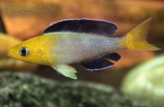 Cyprichromis leptosoma Jumbo Yellow Head