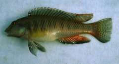 Orthochromis luichensis