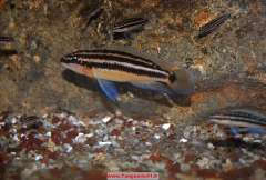 Julidochromis ornatus Bulombora