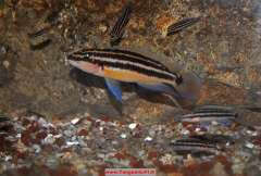 Julidochromis ornatus Bulombora