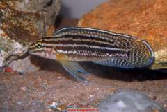 Julidochromis regani Bulombora